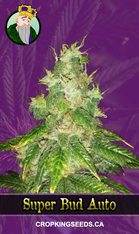 Super Bud Strain Autoflowering Marijuana Seeds