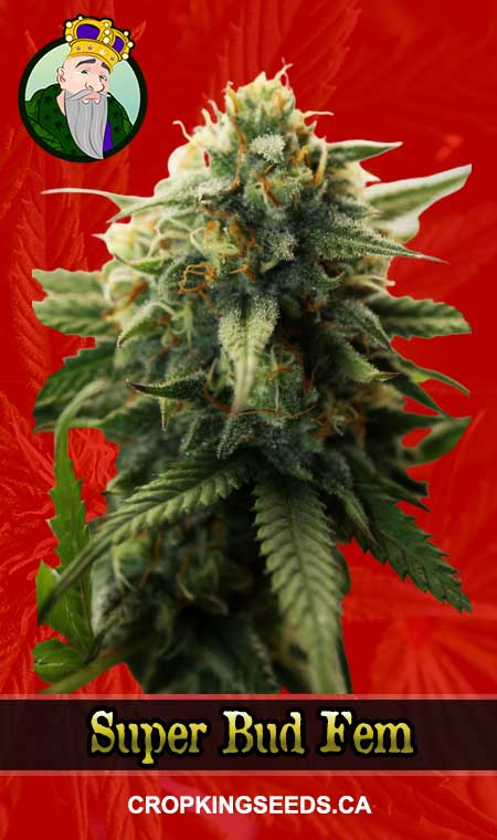 Super Bud Strain Feminized Marijuana Seeds