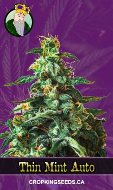 Thin Mint Auto, Crop King Seeds