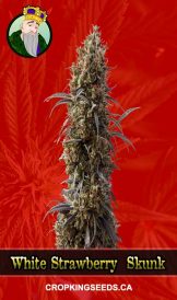 White Strawberry Skunk Strain Feminized Marijuana Seeds