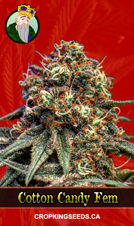 Cotton Candy Feminized Marijuana Seeds