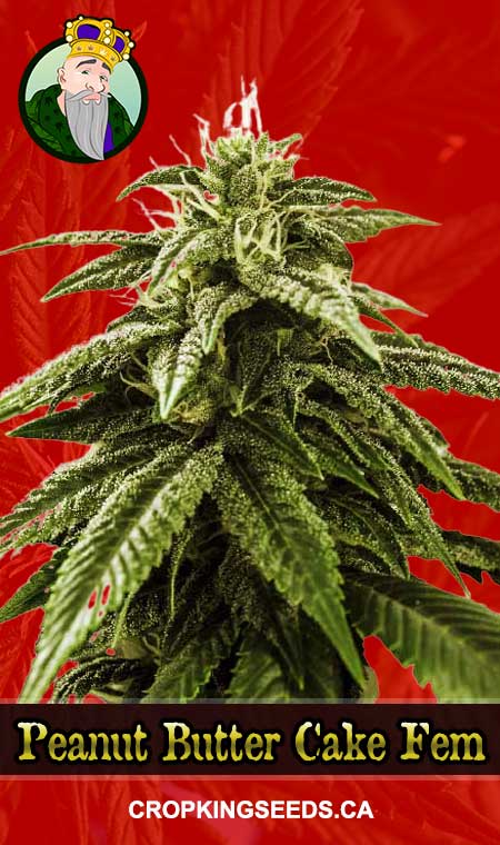 Peanut Butter Cake Strain Feminized Marijuana Seeds