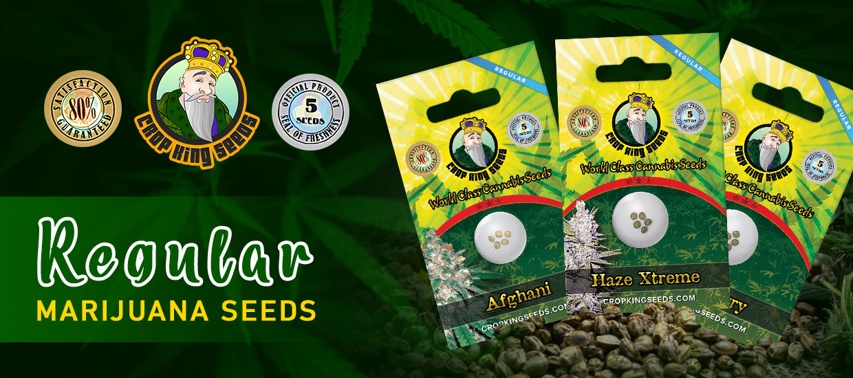 Regular Marijuana Seeds