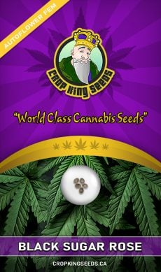Black Sugar Rose Strain Autoflowering