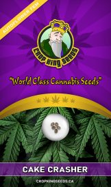 Cake Crasher Strain Autoflowering