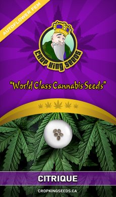 Citrique Strain Autoflowering