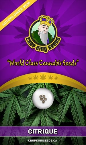 Citrique Strain Autoflowering