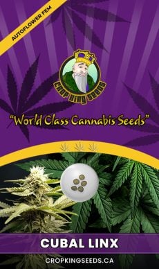 Cuban Linx Strain Autoflowering