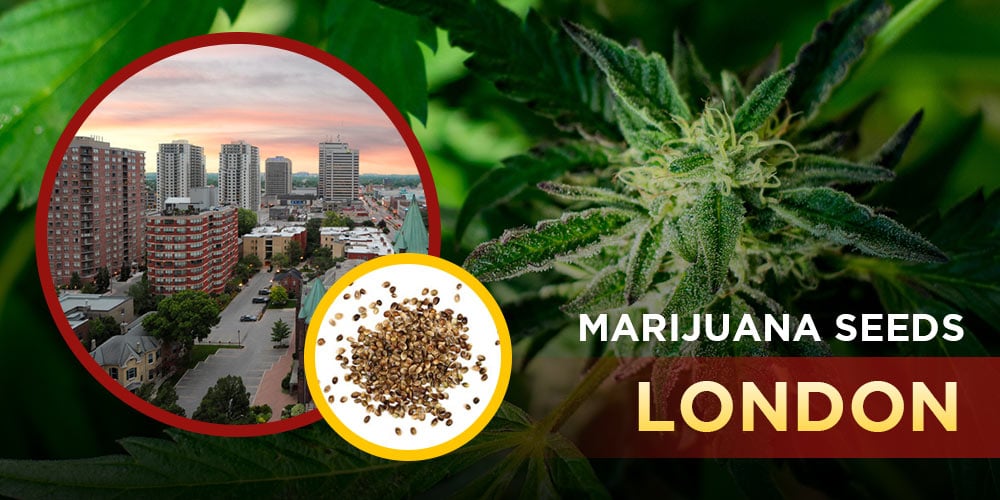 Marijuana Seeds London