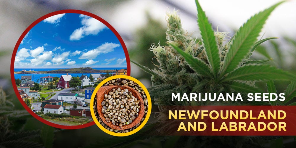 Marijuana-seeds-Newfoundland-and-Labrador