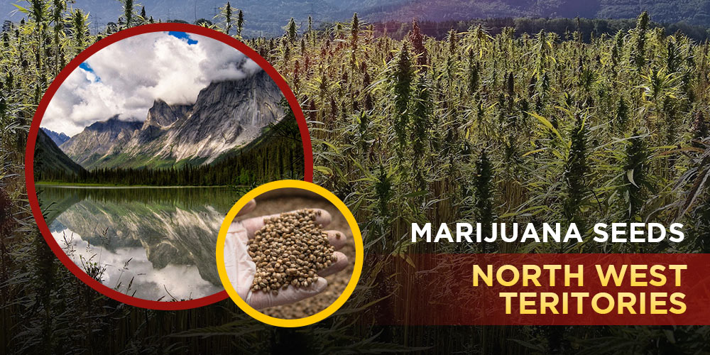 Marijuana-Seeds-Northwest-Territories