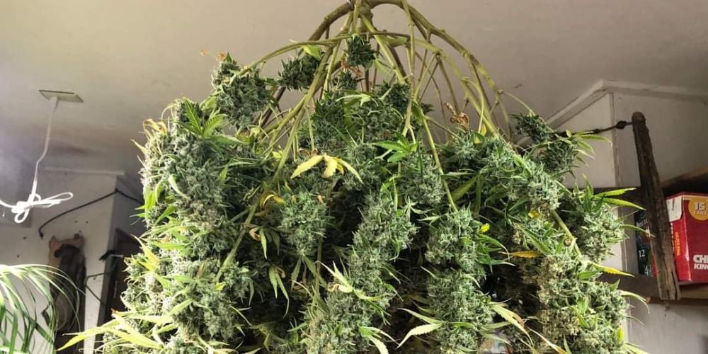 When to harvest marijuana