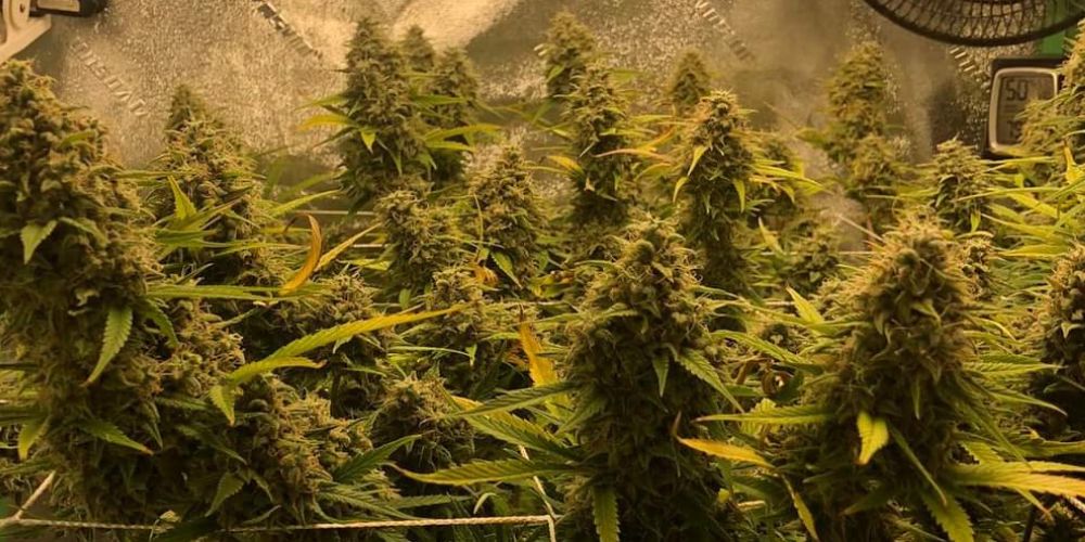 When To Harvest Marijuana, Crop King Seeds