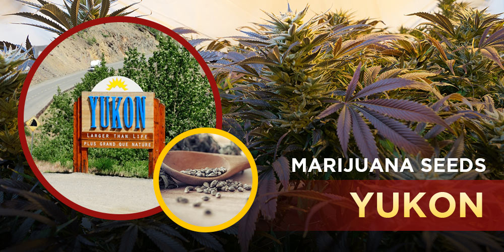 Marijuana Seeds Yukon