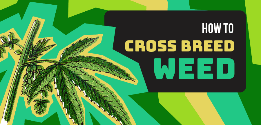 How to Crossbreed Weed