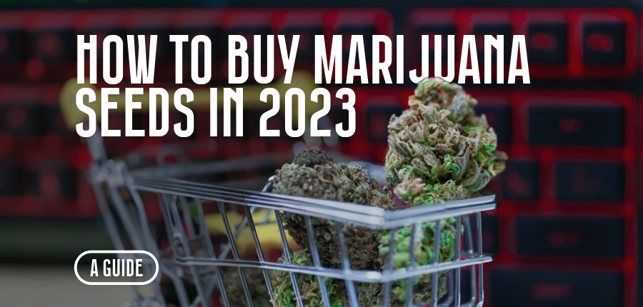 Buy marijuana seeds in 2023