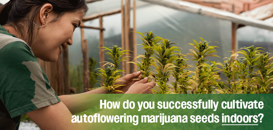 Growing autoflower marijuana seeds indoors