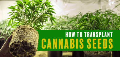 How to Transplant Cannabis Seeds | Crop King Seeds