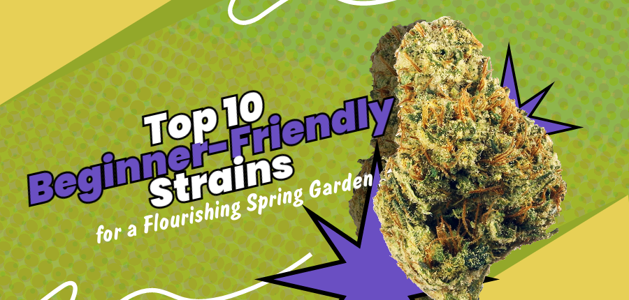 Beginner-Friendly Strains Beginner-Friendly Strains