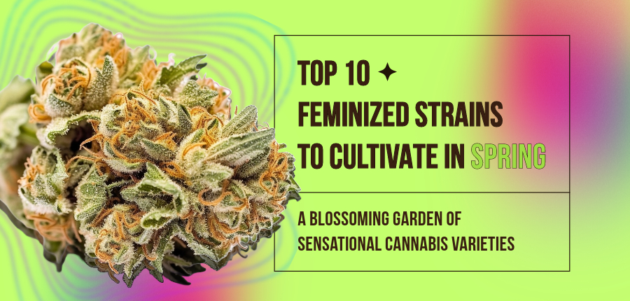 Feminized Strains