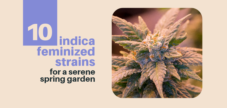 Indica Feminized Strains