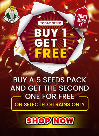 338 X 461 2, Crop King Seeds