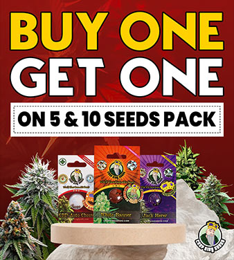 338 X 461 4, Crop King Seeds