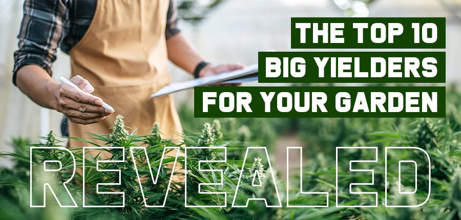 Revealed The Top 10 Big Yielders For Your Garden, Crop King Seeds