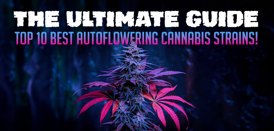The Ultimate Guide Top 10 Best Autoflowering Cannabis Strains, Crop King Seeds
