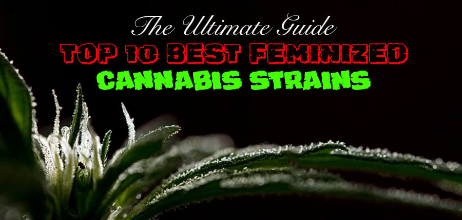 The Ultimate Guide Top 10 Best Feminized Cannabis Seeds, Crop King Seeds