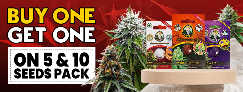 Homepage Banner For Desktop 6, Crop King Seeds