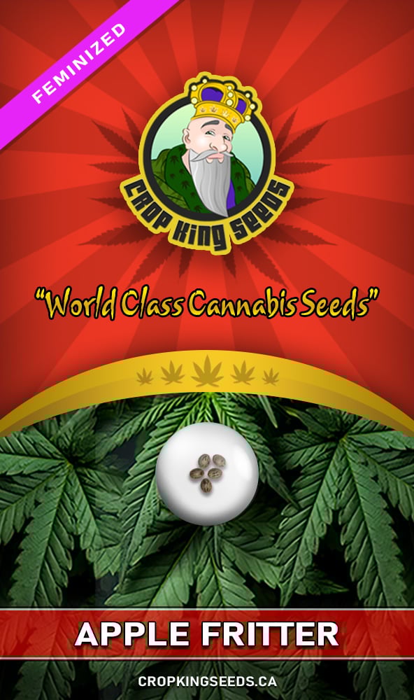 Apple Fritter Strain Feminized