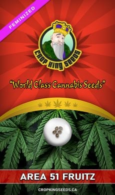 Area 51 Fruitz Strain Feminized