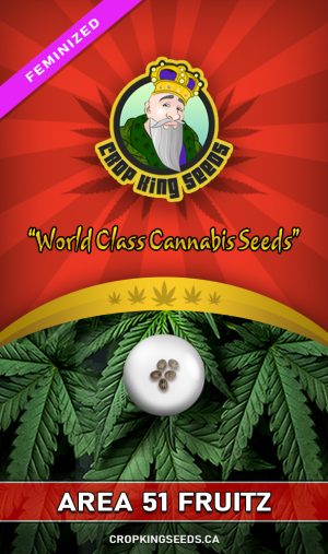Area 51 Fruitz Strain Feminized