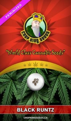 Black Runtz Strain Feminized