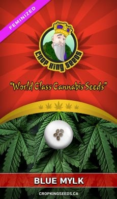 Blue Mylk Strain Feminized