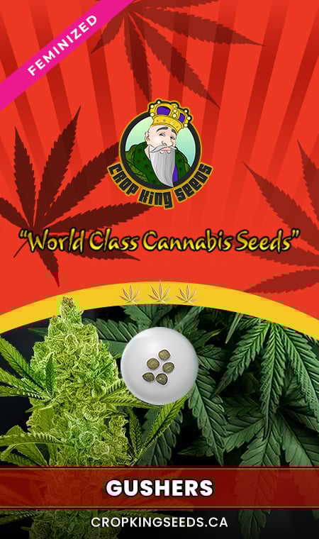 Gushers Strain Feminized Fast Version