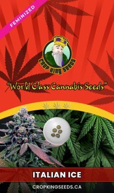Italian Ice Strain