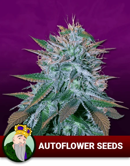 Autoflowering Seeds, Crop King Seeds