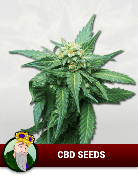 Cbd Seeds, Crop King Seeds