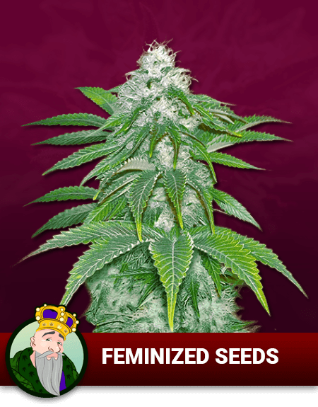 Feminized Seeds, Crop King Seeds