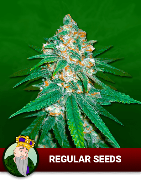 Regular Seeds 1, Crop King Seeds