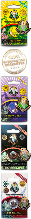 Shiskaberry Kush Feminized Marijuana Seeds