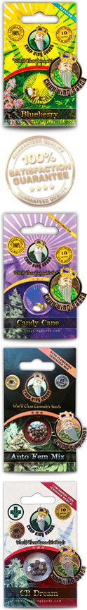 Candy Cane Strain Autoflowering Marijuana Seeds