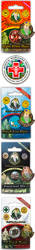 CBD Super Silver Haze Marijuana Seeds