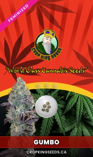 Gumbo Strain Feminized