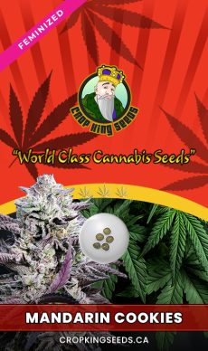 Mandarin Cookies Strain Feminized