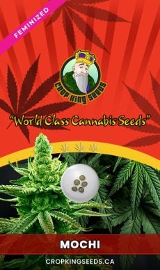 Mochi Strain Feminized