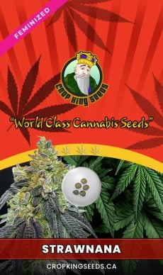 Strawnana Strain Feminized