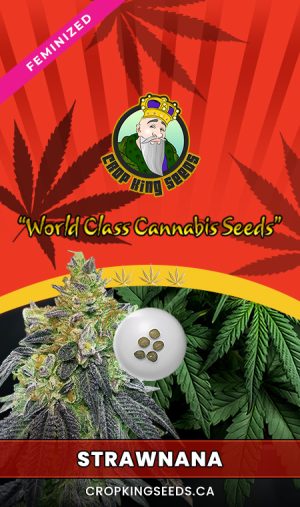 Strawnana Strain Feminized